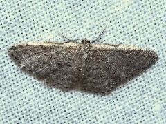 Idaea inversata