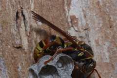 Polistes humilis synoecus