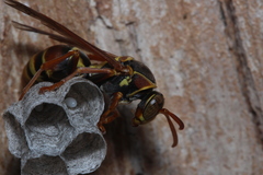 Polistes humilis synoecus