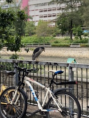Nycticorax nycticorax
