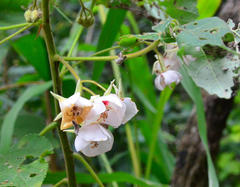 Dombeya pulchra
