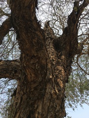 Senegalia nigrescens