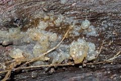 Tremella globispora