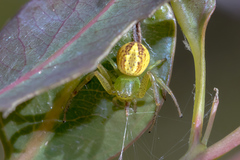 Australomisidia rosea