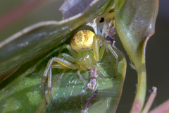 Australomisidia rosea