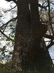Diospyros mespiliformis
