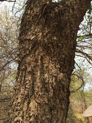 Senegalia nigrescens