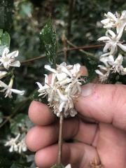 Tricalysia capensis