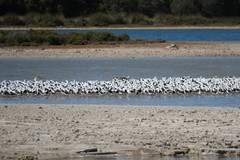 Cladorhynchus leucocephalus