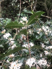 Tricalysia capensis