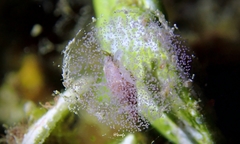 Mitrella loyaltyensis