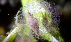 Mitrella loyaltyensis