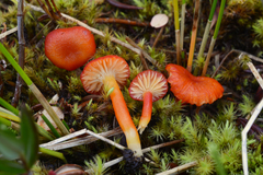 Hygrocybe substrangulata