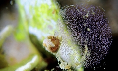 Mitrella loyaltyensis