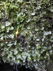 Symphyogyna podophylla
