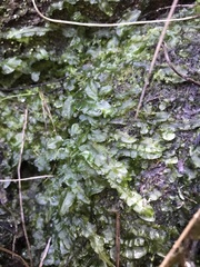 Symphyogyna podophylla