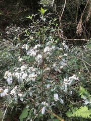 Tricalysia capensis