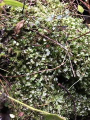 Symphyogyna podophylla