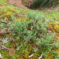 Calocephalus lacteus