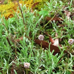 Calocephalus lacteus