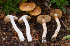 Phlegmacium variosimile