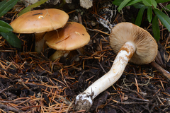 Phlegmacium variosimile