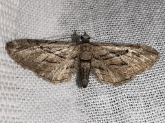 Eupithecia phoeniceata