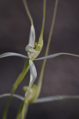 Caladenia capillata