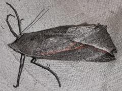 Compsoptera opacaria