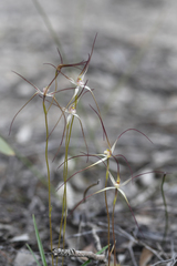 Caladenia capillata