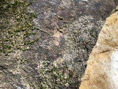 Rhizocarpon infernulum