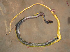 Chironius carinatus