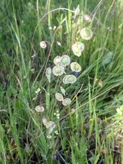 Thysanocarpus radians