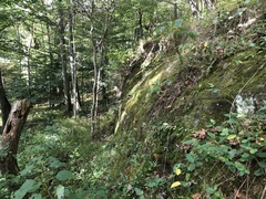 Rhizocarpon infernulum