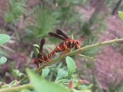 Vitacea polistiformis