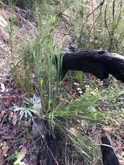 Lomandra pauciflora