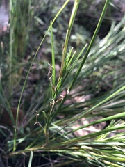 Lomandra pauciflora