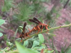 Vitacea polistiformis