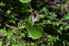 Corybas hatchii