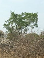 Cassia abbreviata