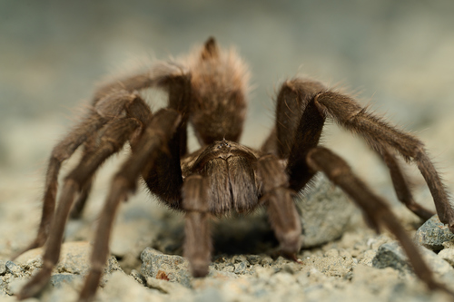 Desert Tarantula