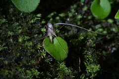 Corybas hatchii