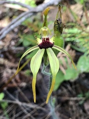 Caladenia ensata