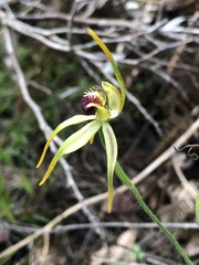 Caladenia ensata