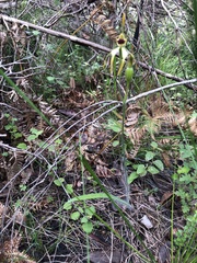 Caladenia ensata