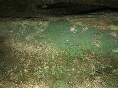 Flakea papillata