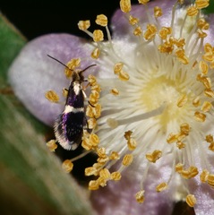 Tasmantrix calliplaca