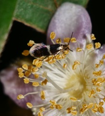 Tasmantrix calliplaca