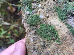 Flakea papillata