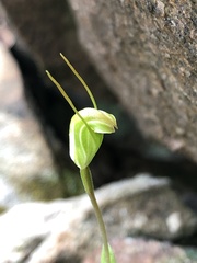 Pterostylis crispula